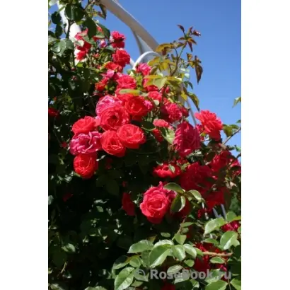 КРАСНЫЙ МАЯК