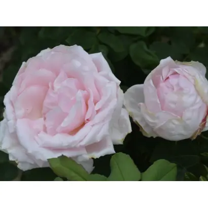 ПЕРВОКЛАССНИЦА