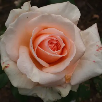 МАРИНА СТЕВЕН