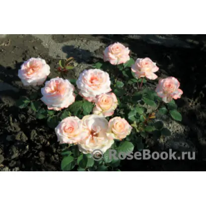 КРЫМСКАЯ ВЕСНА