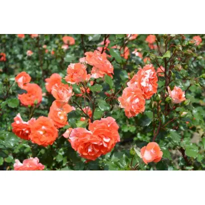 НАТАЛЬЯ МУРАВСКАЯ