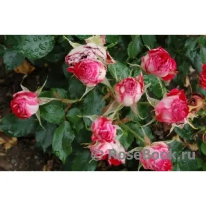 КРЫМСКОЕ ОЖЕРЕЛЬЕ