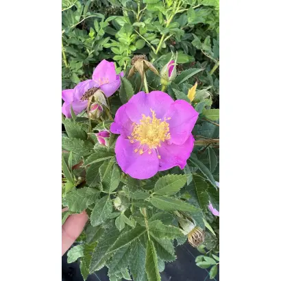 РУИСДЖЕЙ 0541 А