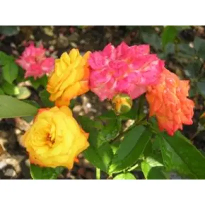 КРЫМСКИЙ САМОЦВЕТ