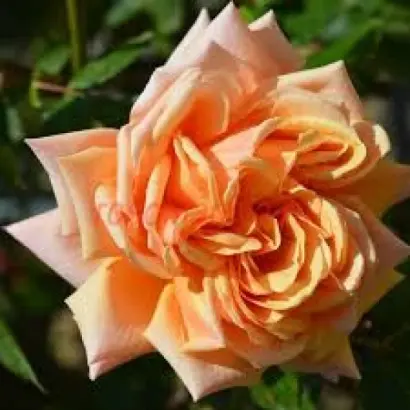 КРЫМСКОЕ СОЛНЫШКО