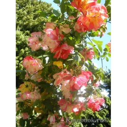 ПОЛЬКА БАБОЧКА