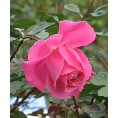 ФЕОДОСИЙСКАЯ КРАСАВИЦА