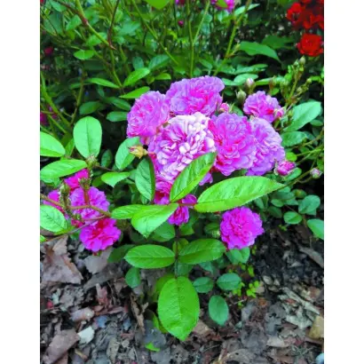 СНЕЖНЫЙ ТАЙФУН