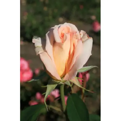 ЖЕМЧУЖИНА КАВКАЗА