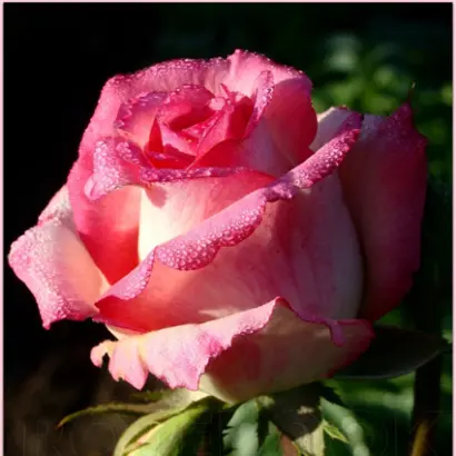 РУССКАЯ КРАСАВИЦА