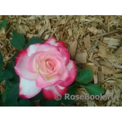 МОСКОВСКАЯ КРАСАВИЦА