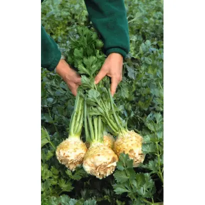 КОРНЕВОЙ ГРИБОВСКИЙ