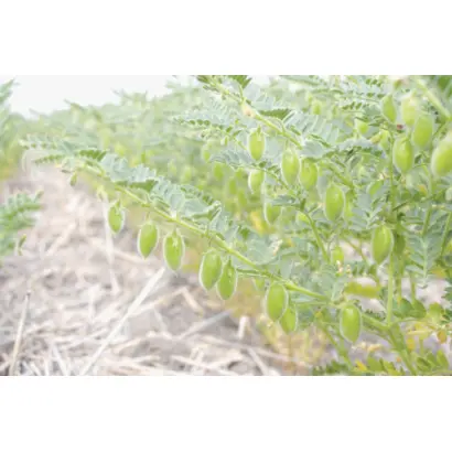 КУЛУНДИНСКИЙ 5