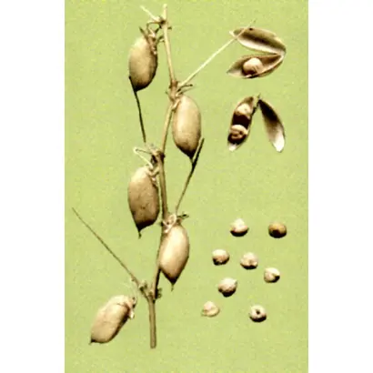 КРАСНОКУТСКИЙ 28