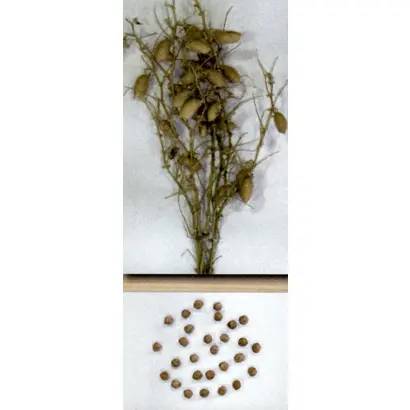 ЗАВОЛЖСКИЙ