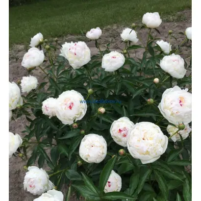 МАДАМ ДЕ ВЕРНЕВИЛЬ