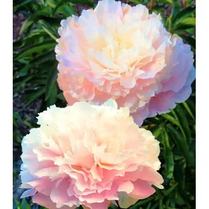 НЕНСИ НИККОЛС