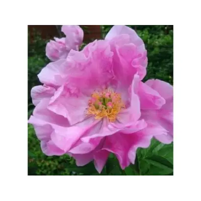 НОВОСТЬ АЛТАЯ