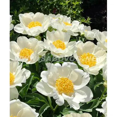 МУН ОФ НИППОН