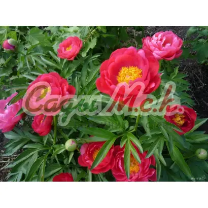 ЭЛЛЕН КАУЛИ