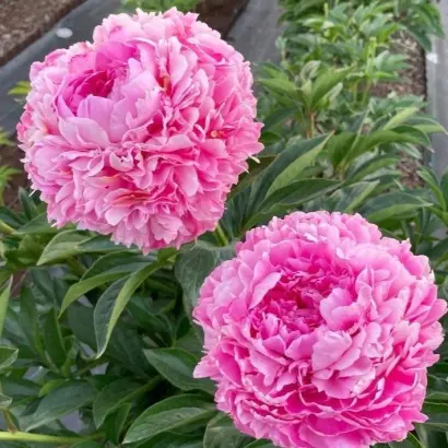 КРУЖЕВО САДА