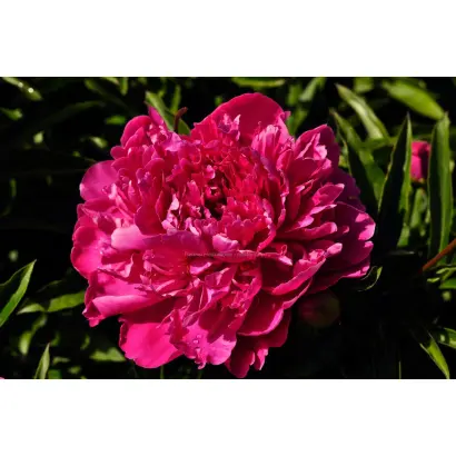 АПАССИОНАТА