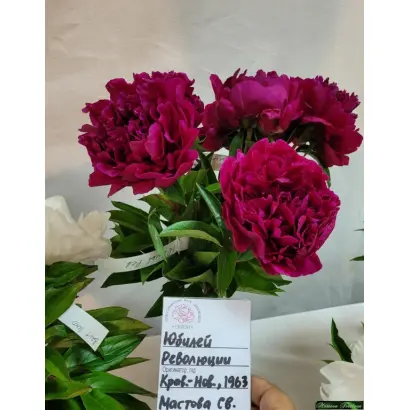 ЮБИЛЕЙ РЕВОЛЮЦИИ