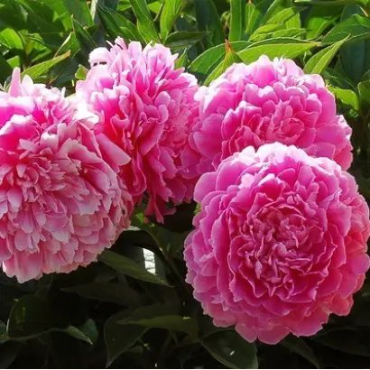 ПРИНЦЕССА МАРГАРЕТ