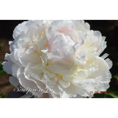 ПАМЯТИ А.С. САХАРОВОЙ