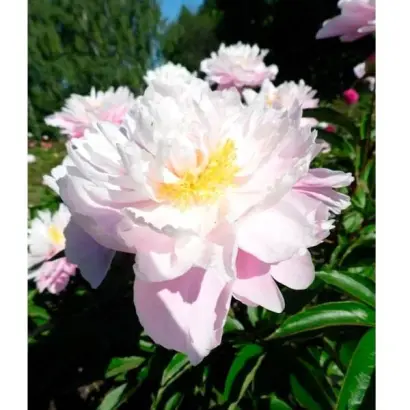 ЯНТАРНОЕ ОЖЕРЕЛЬЕ