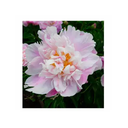 БАШКИРСКИЙ СУВЕНИР