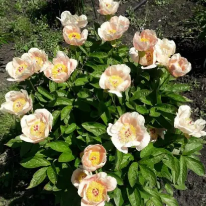 ЛУННАЯ ДОРОГА