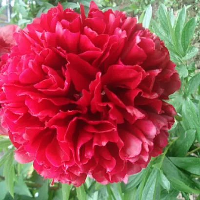 УТРО ТУМАННОЕ