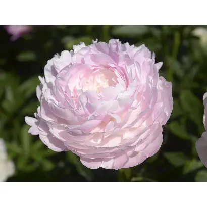 РОЗОВАЯ ДЫМКА