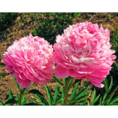 БАШКИРСКИЙ