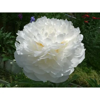 ДЖЕЙМС ЛЕВИС