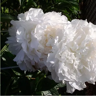 ДОКТОР ДЖЕЙ АШ НИЛИ