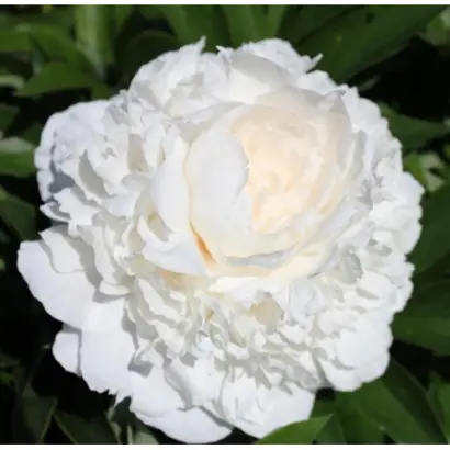 БЕЛЫЙ НОВОСИБИРСКИЙ