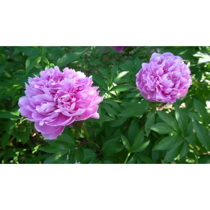 ПЕСНЯ КУРАЯ