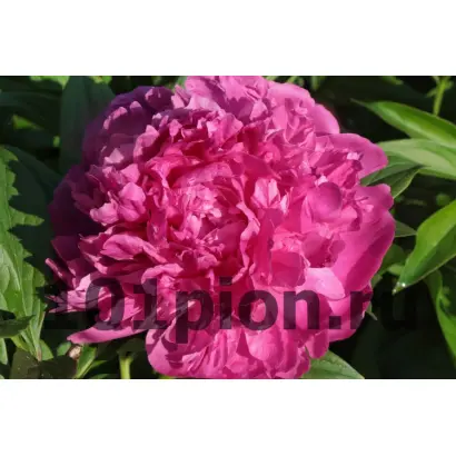 РУДОЛЬФ НУРЕЕВ