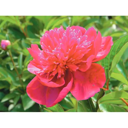 МЕЧТА С.П. КОРОЛЕВА