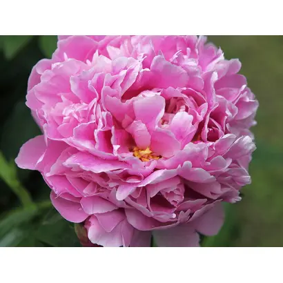 МУСТАЙ КАРИМ