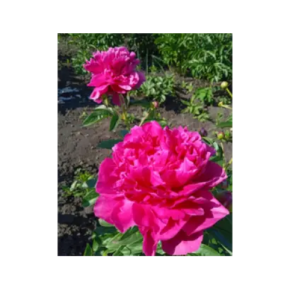 ЛЮДМИЛА МИРОНОВА