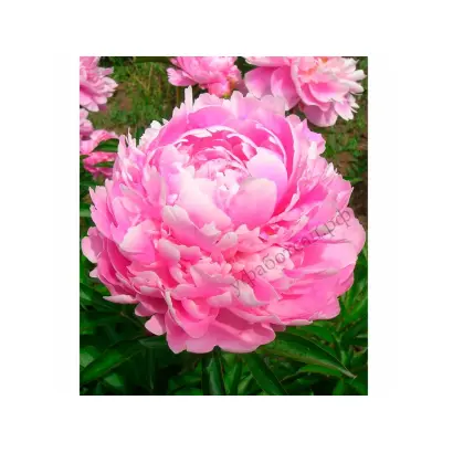 ОЛЬГА КРАВЧЕНКО