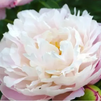 АЛЕКСАНДРА