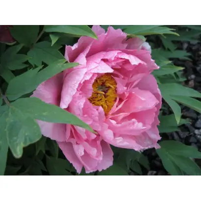 МИХАИЛ ЛОМОНОСОВ