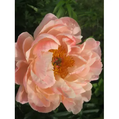 ОЧАРОВАНИЕ ОЛЬГИ