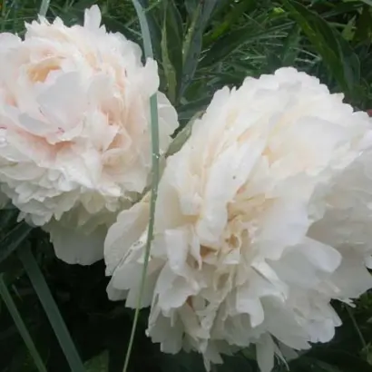 ДЖОРДЖ НИКОЛЗ