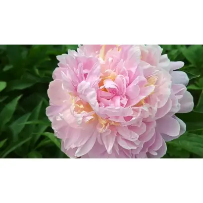 КАРИНА ВЕРСАН