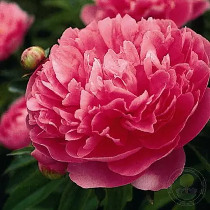 ДЖОН ГОВАРД ВЕЙГЕЛ